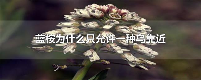 蓝桉为什么只允许一种鸟靠近 蓝桉为什么只允许一种鸟靠近