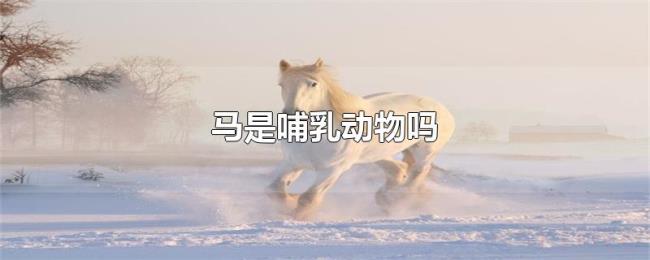 马是哺乳动物吗 马是哺乳动物吗