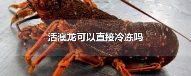 活澳龙可以直接冷冻吗 活澳龙可以直接冷冻吗