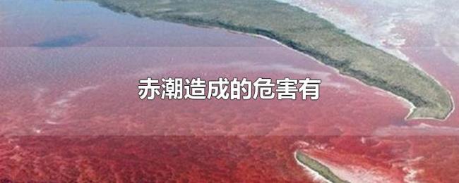 赤潮造成的危害有 赤潮造成的危害有