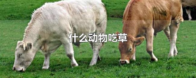 什么动物吃草