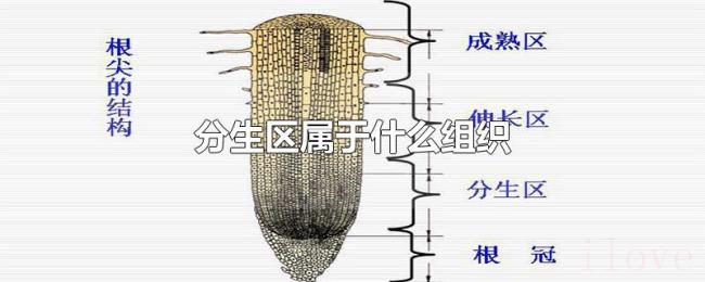 分生区属于什么组织 分生区属于什么组织