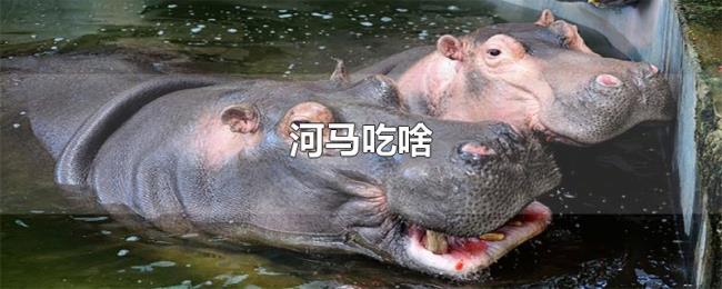 河马吃啥