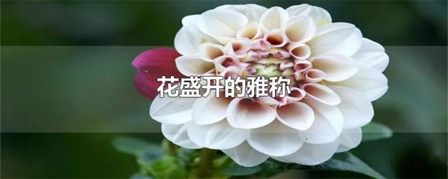 花盛开的雅称 花盛开的雅称