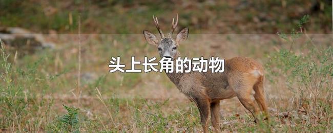 头上长角的动物 头上长角的动物