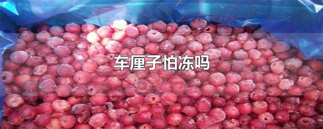 车厘子怕冻吗 车厘子怕冻吗