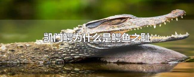 凯门鳄为什么是鳄鱼之耻 凯门鳄为什么是鳄鱼之耻