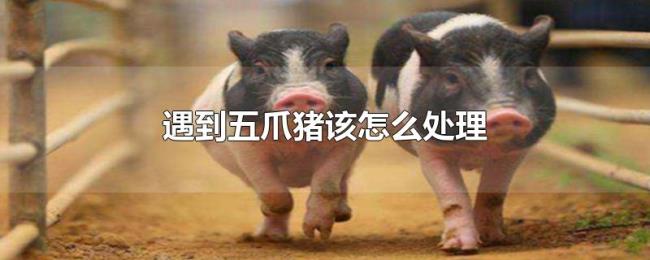 遇到五爪猪该怎么处理 遇到五爪猪该怎么处理