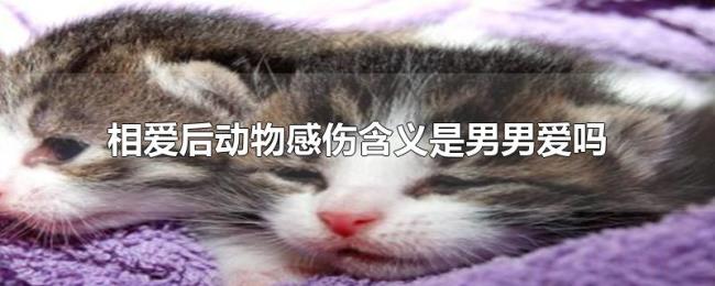 相爱后动物感伤含义是男男爱吗 相爱后动物感伤含义是男男爱吗