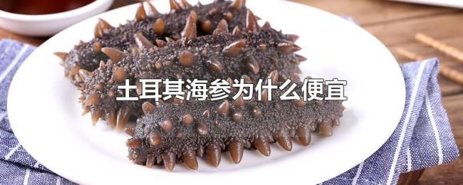 土耳其海参为什么便宜 土耳其海参为什么便宜