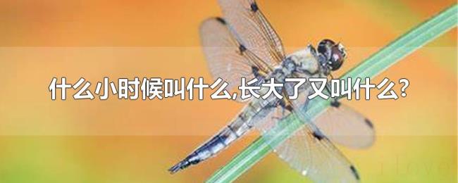 什么小时候叫什么,长大了又叫什么? 什么小时候叫什么,长大了又叫什么?