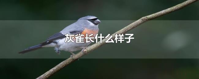 灰雀长什么样子 灰雀长什么样子