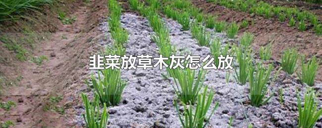 韭菜放草木灰怎么放 韭菜放草木灰怎么放
