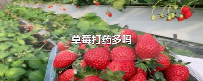 草莓打药多吗 草莓打药多吗