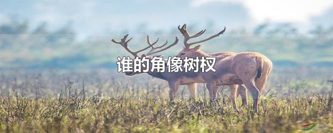 谁的角像树杈 谁的角像树杈
