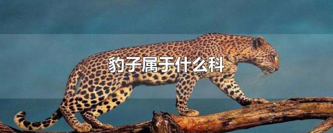 豹子属于什么科 豹子属于什么科