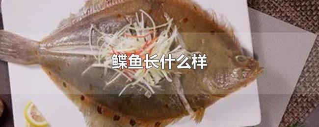 鲽鱼长什么样 鲽鱼长什么样
