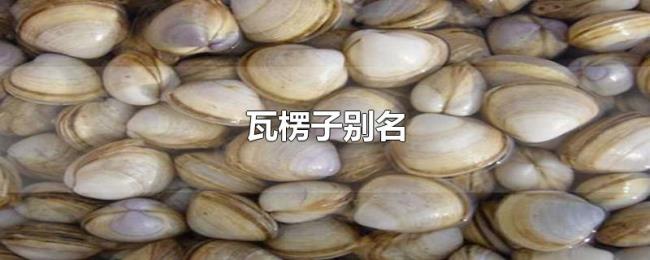 瓦楞子别名 瓦楞子别名