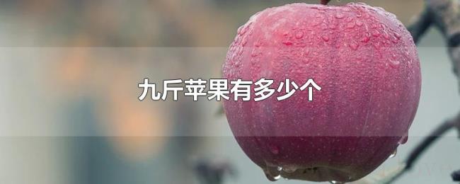 九斤苹果有多少个 九斤苹果有多少个