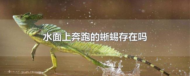 水面上奔跑的蜥蜴存在吗