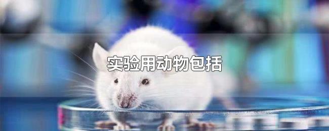 实验用动物包括 实验用动物包括