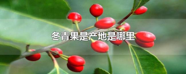 冬青果是产地是哪里 冬青果是产地是哪里