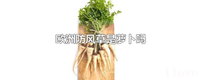 欧洲防风草是萝卜吗 欧洲防风草是萝卜吗