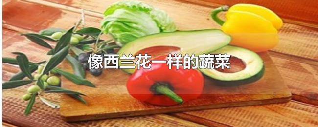 像西兰花一样的蔬菜 像西兰花一样的蔬菜