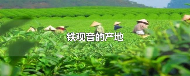 铁观音的产地 铁观音的产地
