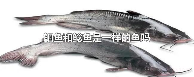 鮰鱼和鲶鱼是一样的鱼吗 鮰鱼和鲶鱼是一样的鱼吗