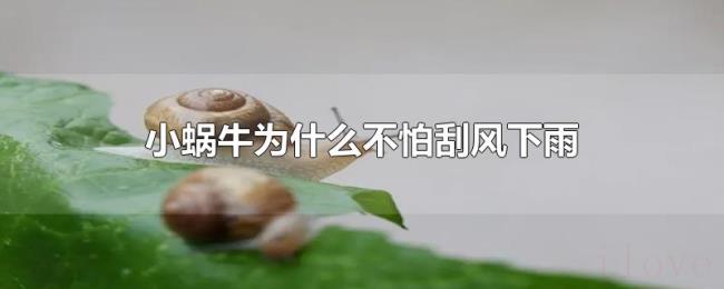 小蜗牛为什么不怕刮风下雨