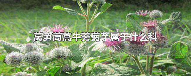 莴笋茼蒿牛蒡菊芋属于什么科 莴笋茼蒿牛蒡菊芋属于什么科
