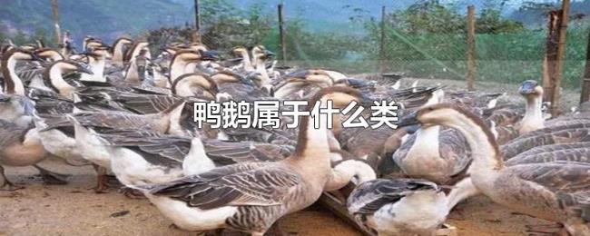 鸭鹅属于什么类 鸭鹅属于什么类