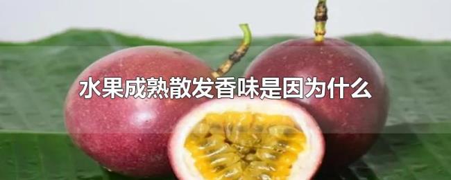 水果成熟散发香味是因为什么