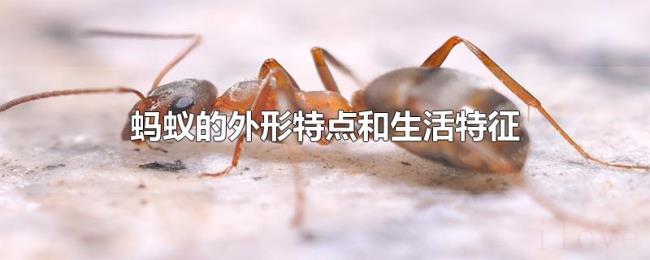 蚂蚁的外形特点和生活特征