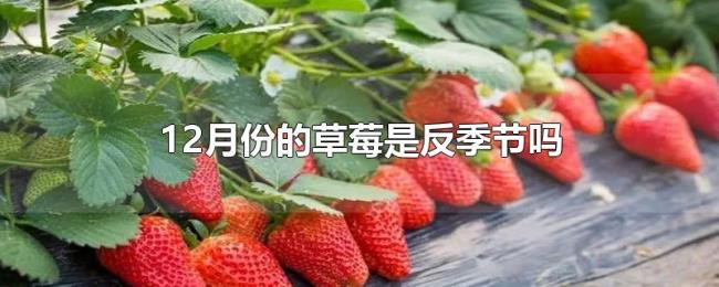 12月份的草莓是反季节吗 12月份的草莓是反季节吗