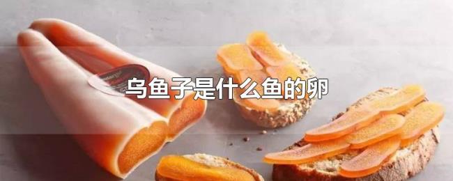 乌鱼子是什么鱼的卵