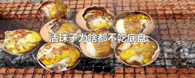活珠子为啥都不吃底盘