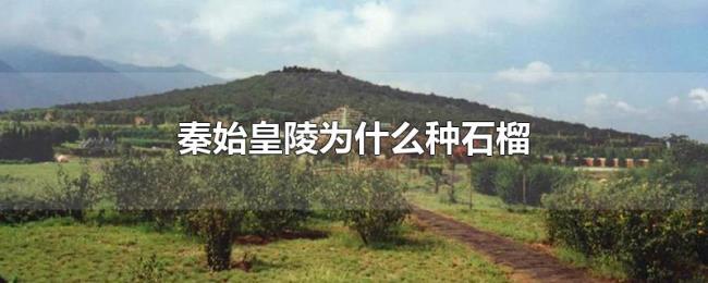 秦始皇陵为什么种石榴