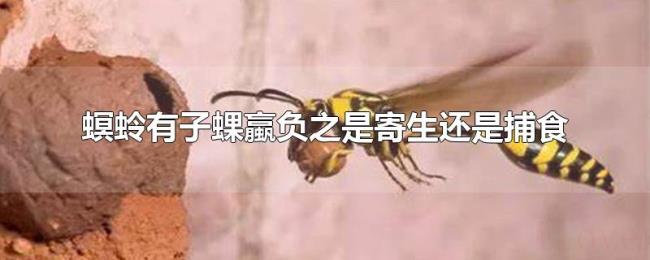 螟蛉有子蜾蠃负之是寄生还是捕食 螟蛉有子蜾蠃负之是寄生还是捕食