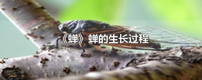 《蝉》蝉的生长过程