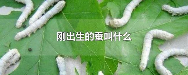 刚出生的蚕叫什么 刚出生的蚕叫什么