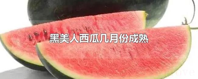 黑美人西瓜几月份成熟