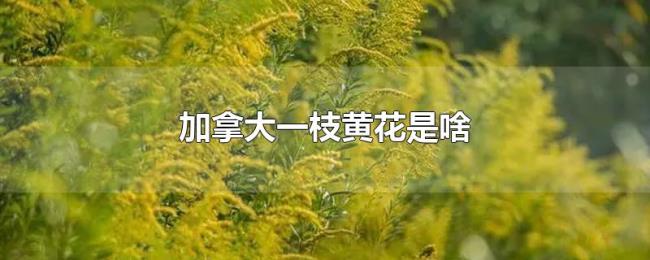 加拿大一枝黄花是啥
