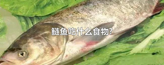 鲢鱼吃什么食物? 鲢鱼吃什么食物?
