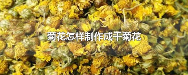 菊花怎样制作成干菊花 菊花怎样制作成干菊花