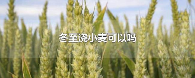 冬至浇小麦可以吗