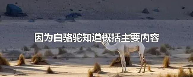 因为白骆驼知道概括主要内容
