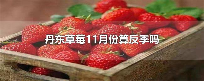 丹东草莓11月份算反季吗 丹东草莓11月份算反季吗