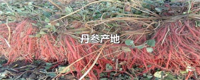 丹参产地 丹参产地